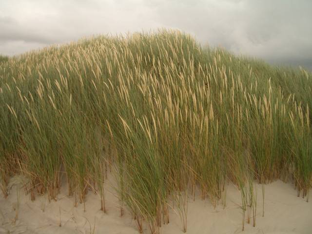 © 2007 by Jolle