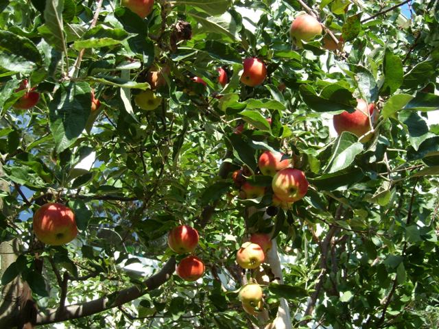 It's apple time in Mannheim (&copy 2008 by AB)