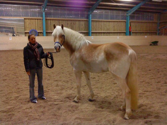 My new Haflinger Andor (&copy 2008 by Jolle)